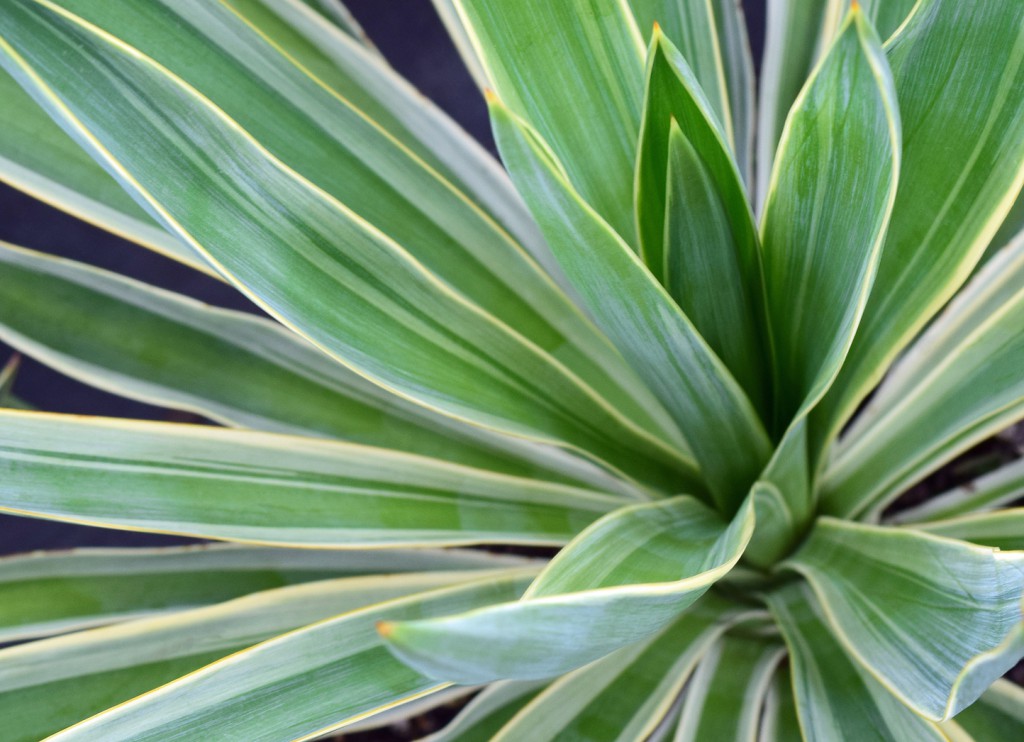 Variegated Spanish Dagger – GREEN LAKE NURSERY®