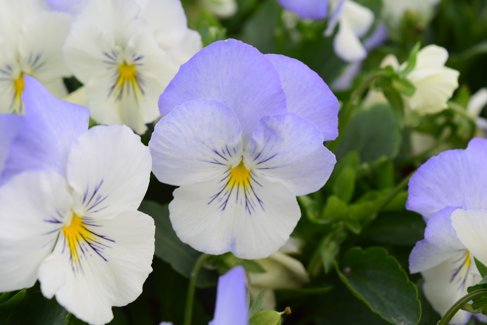 Pansy Cool Wave Frost