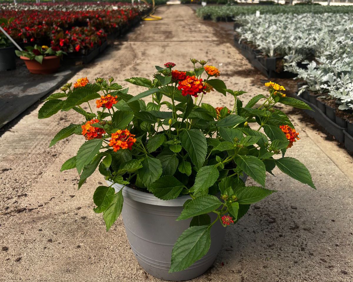 Lantana Lava Flow