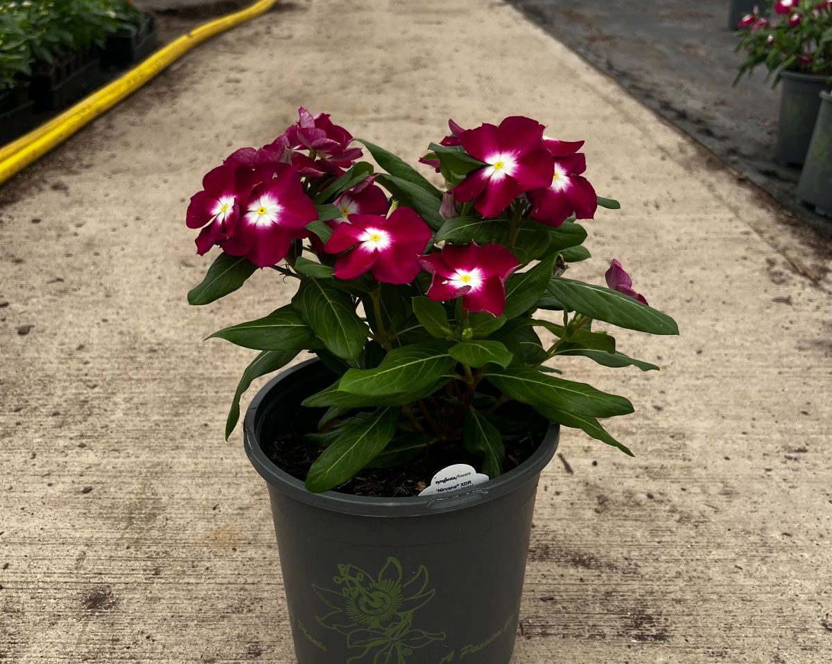 Vinca 'Nirvana XDR Cranberry Halo